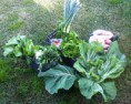 /album/galeria-de-fotos-galeria-fotos1/cabaz-horticolas-9-jpg/